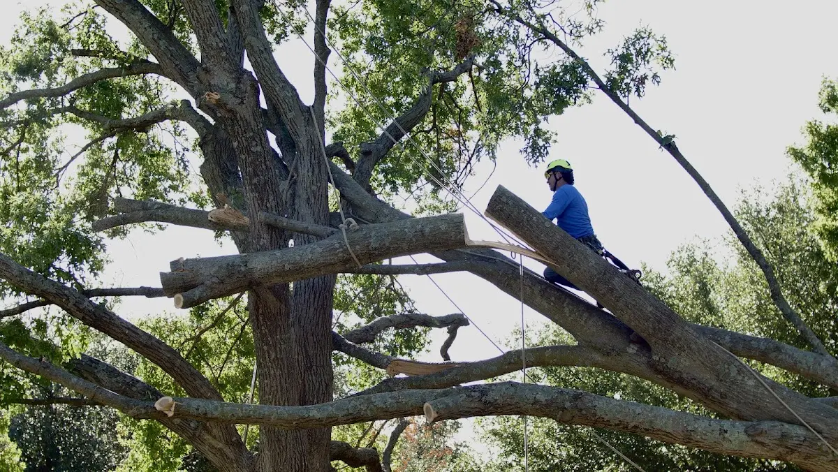 Professional Crown Thinning performed by certified arborists in Holdenville