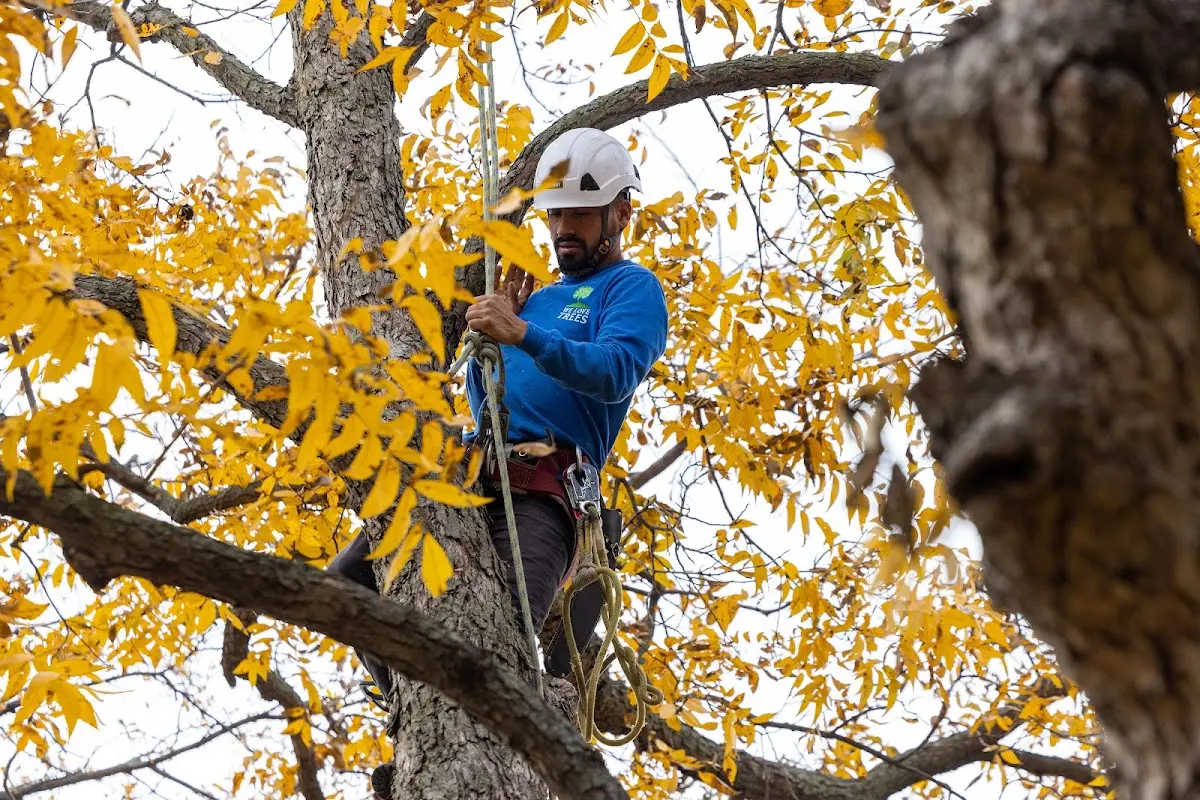 Skilled Dead Tree Removal crew working in Holdenville