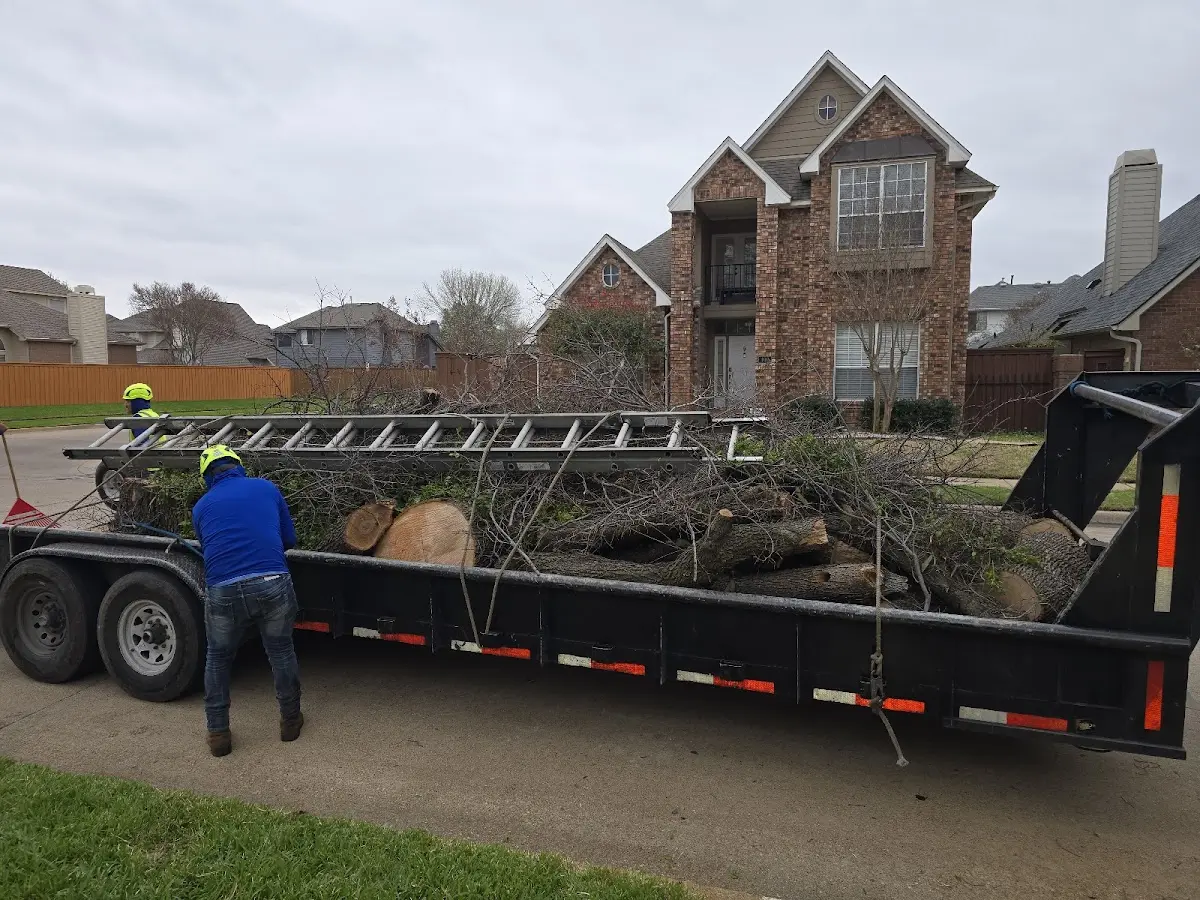 Expert Deadwooding with proper safety equipment in Holdenville